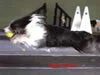 Try Flyball
