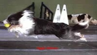 British Flyball