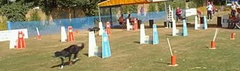 Flyball UK